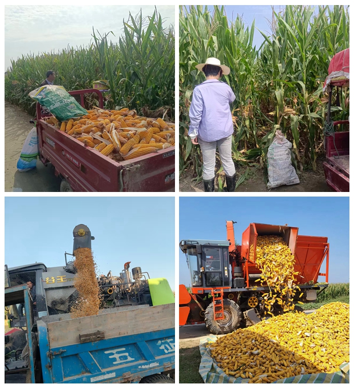 莊子鎮(zhèn)：搶抓降雨“空窗期” 全力以赴保秋收